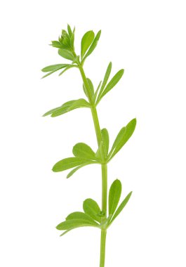 Beyaz arka planda izole edilmiş siğilli yatak örtüsü bitkisi, Galium verrucosum