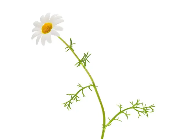 Beyaz arka planda koyu papatya bitkisi, Chamaemelum fuscatum.