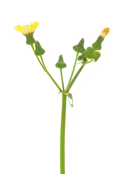 Beyaz arka planda izole edilmiş yaygın dişi domuz, Sonchus oleraceus