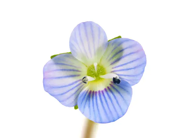 Beyaz arka planda izole edilmiş İran Speedwell çiçeği, Veronica Persica