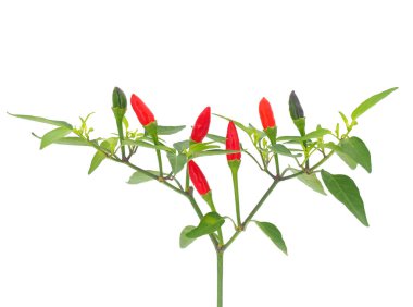 Beyaz arka planda izole edilmiş acı biber bitkisi, Capiscum annuum