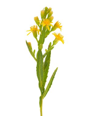 Beyaz arka planda izole edilmiş sahte sarı başlık, Dittrichia viscosa