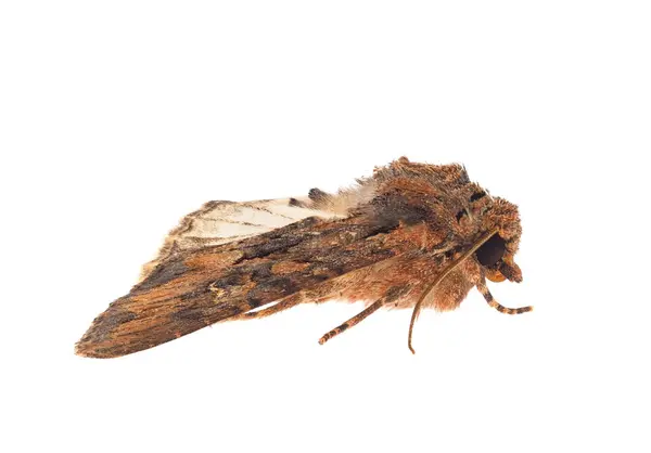 Beyaz arka planda izole edilmiş güzel kelebekler, Mniotype satura