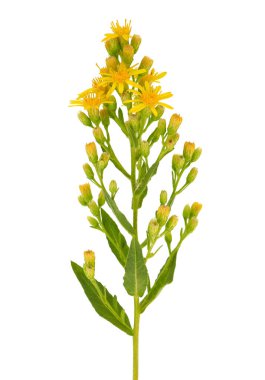 Beyaz arka planda izole edilmiş sahte sarı başlık, Dittrichia viscosa