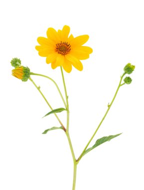Beyaz arka planda izole edilmiş neşeli ayçiçeği, Helianthus laetiflorus
