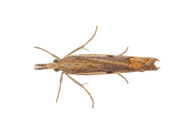 Dirsek çizgili çimen kaplaması beyaz arka planda izole edilmiş, Agriphila geniculea