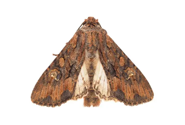 Beyaz arka planda izole edilmiş güzel kelebekler, Mniotype satura