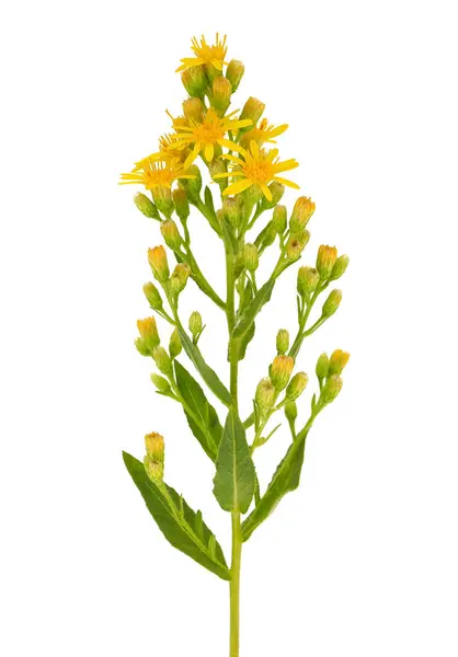 Beyaz arka planda izole edilmiş sahte sarı başlık, Dittrichia viscosa