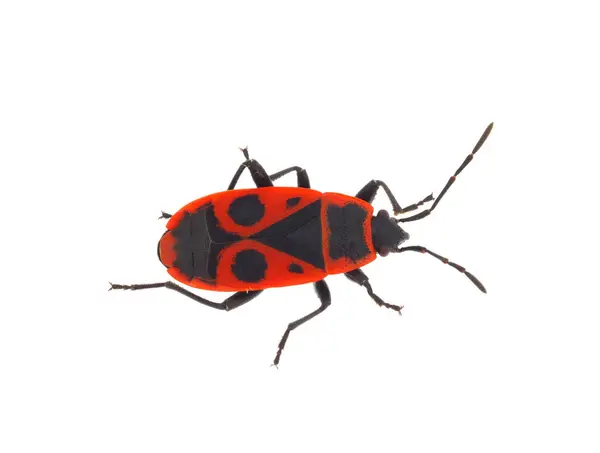 Beyaz arkaplanda izole edilmiş Avrupalı kundakçı, Pyrrhocoris apterus