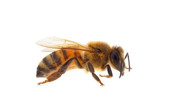 Batı bal arısı beyaz arka planda izole edilmiş, Apis mellifera