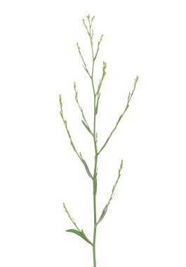 Doğu geleneksel tuzlu bataklık paskalyası beyaz arka planda izole edilmiş, Symphyotrichum subulatum