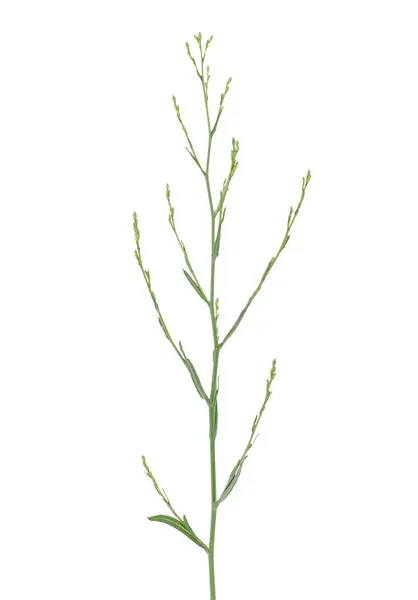 Doğu geleneksel tuzlu bataklık paskalyası beyaz arka planda izole edilmiş, Symphyotrichum subulatum