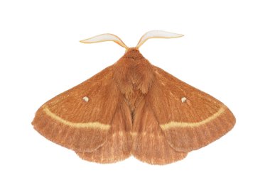 Beyaz arkaplanda yalıtılmış otlak yumurta güvesi, Lasiokamppa trifolii