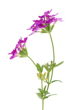 İnce mineli beyaz arka planda izole edilmiş, Verbena rigida