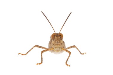 Beyaz zemin üzerinde izole çekirge yaygın kazıcı, Acrotylus insubricus