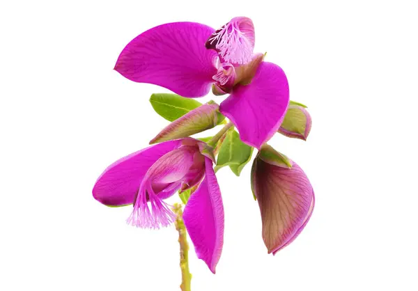 Beyaz arka planda bulunan Myrtle yapraklı süt otları, Polygala myrtifolia