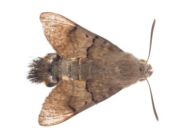 Beyaz arkaplanda sinekkuşu güvesi, Macroglossum stellatarum