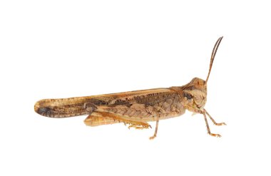 Beyaz zemin üzerinde izole çekirge yaygın kazıcı, Acrotylus insubricus