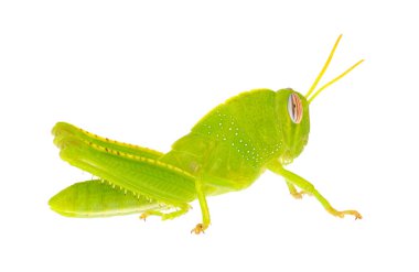 Beyaz zemin üzerinde izole edilmiş yeşil Mısır çekirgesi, Anacridium aegyptium