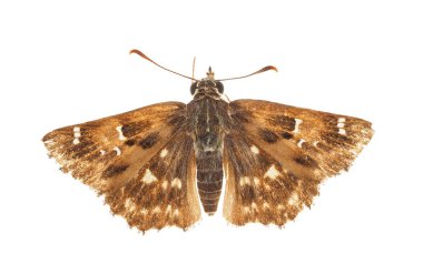 Mallow kaptanı beyaz arka planda izole edilmiş, Carcharodus alceae