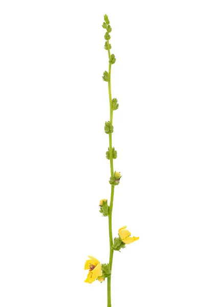 Beyaz arkaplanda izole edilmiş bir dalga yaprağı, Verbascum sinuatum