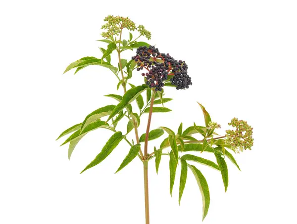 Danewort beyaz arkaplanda izole edilmiş, Sambucus ebulus