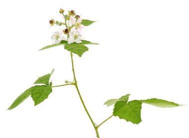 Himalaya böğürtleni beyaz arka planda izole edilmiş, Rubus armeniacus