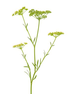 Beyaz arka planda izole edilmiş bahçe maydanozu, Petroselinum crispum