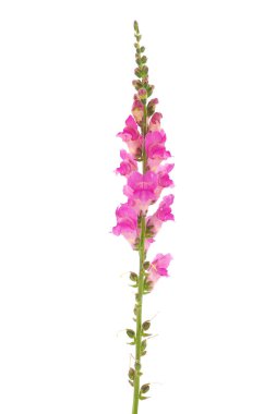Beyaz arka planda izole edilmiş, Antirrhinum majus.