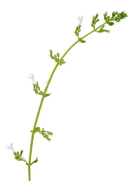 Beyaz arka planda daha az kalamit izole, Clinopodium nepeta