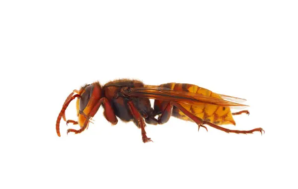 Beyaz arkaplanda izole edilmiş Avrupa eşek arısı, Vespa crabro