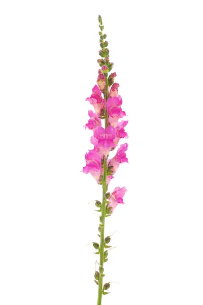 Beyaz arka planda izole edilmiş, Antirrhinum majus.