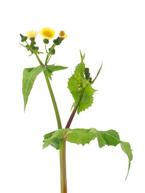 Beyaz arka planda izole edilmiş yaygın dişi domuz, Sonchus oleraceus