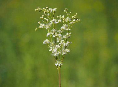 Fern yapraklı damlalık otu bitkisi, Filipendula vulgaris