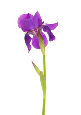 Sakallı iris bitkisi beyaz arka planda izole edildi, Iris Germanica
