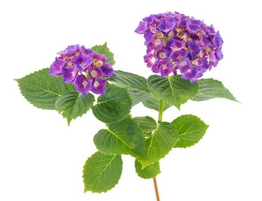 Fransız ortancaları beyaz arka planda izole edilmiş, ortanca makrofilla.