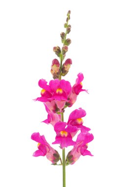 Beyaz arka planda izole edilmiş, Antirrhinum majus.