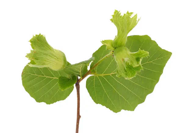 Beyaz arkaplanda bulunan ortak ela dalı, Corylus avellana