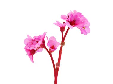 Blossoming leather bergenia isolated on white background, Bergenia crassifolia clipart
