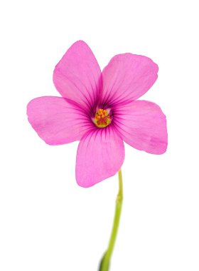 Pink-sorrel flower isolated on white background, Oxalis articulata clipart
