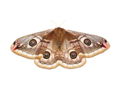 Small emperor moth isolated on white background, Saturnia pavonia clipart