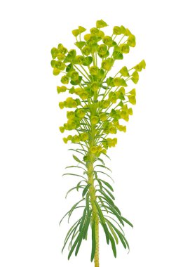 Mediterranean spurge plant isolated on white background, Euphorbia characias clipart
