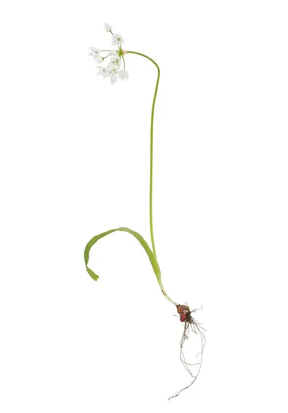Beyaz arka planda beyaz sarımsak bitkisi, Allium neapolitanum