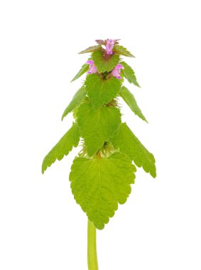 Beyaz arka planda kırmızı ölü ısırgan otu, Lamium purpureum