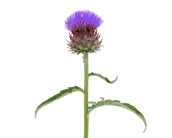 Beyaz arkaplanda deve dikeni, Cynara kardunculus.