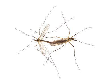 Beyaz arka planda izole edilmiş turna sinekleri çiftleşirken görüldü.