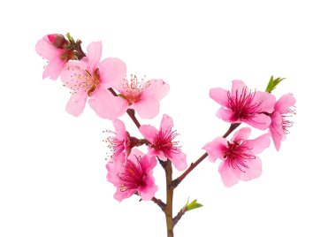 Çiçek açan şeftali dalı beyaz arka planda yalıtılmış, erik persika