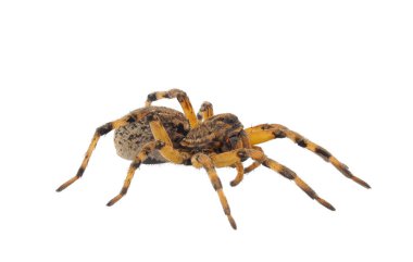 Beyaz arka planda izole edilmiş Çin kurt örümceği, Lycosa singoriensis