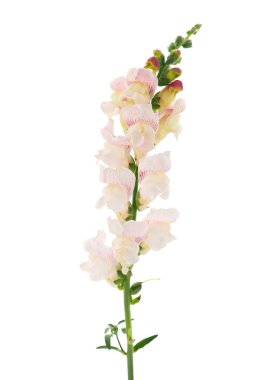 Beyaz arka planda izole edilmiş, Antirrhinum majus.