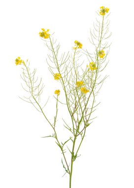 Sisymbrium loeselii beyaz arka planda izole edilmiş küçük çalı hardalı.